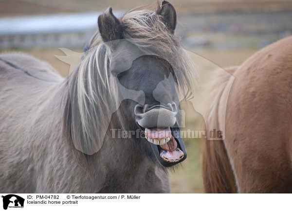 Icelandic horse portrait / PM-04782