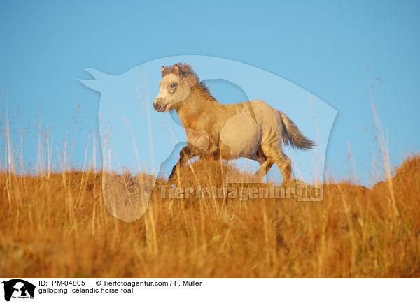 galloping Icelandic horse foal / PM-04805