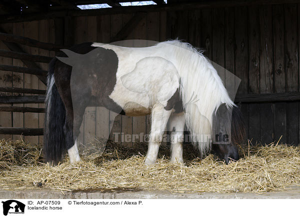 Icelandic horse / AP-07509