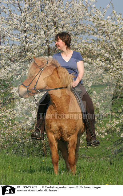 woman rides Icelandic horse / SS-22263