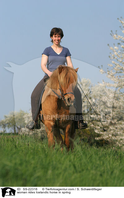 woman rides Icelandic horse in spring / SS-22316