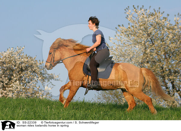 woman rides Icelandic horse in spring / SS-22339