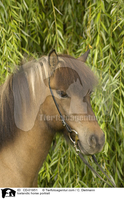 Islnder Portrait / Icelandic horse portrait / CD-01851