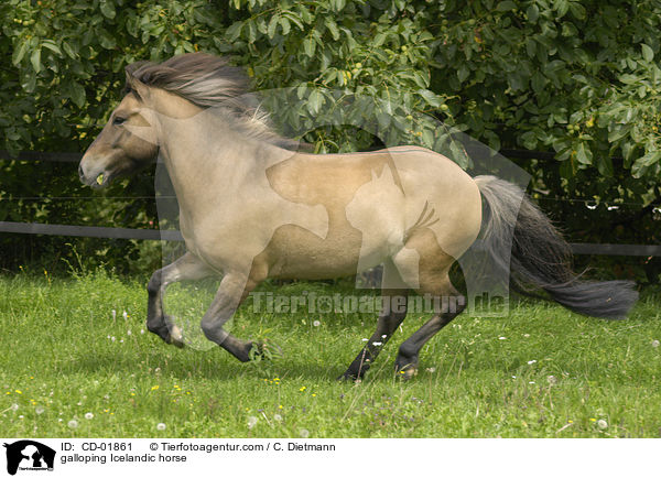 galoppierender Islnder / galloping Icelandic horse / CD-01861