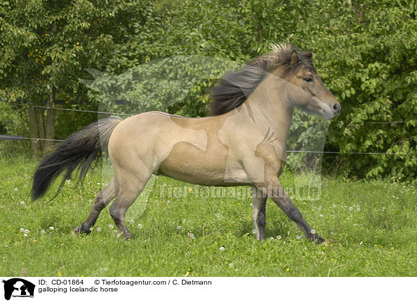 galoppierender Islnder / galloping Icelandic horse / CD-01864