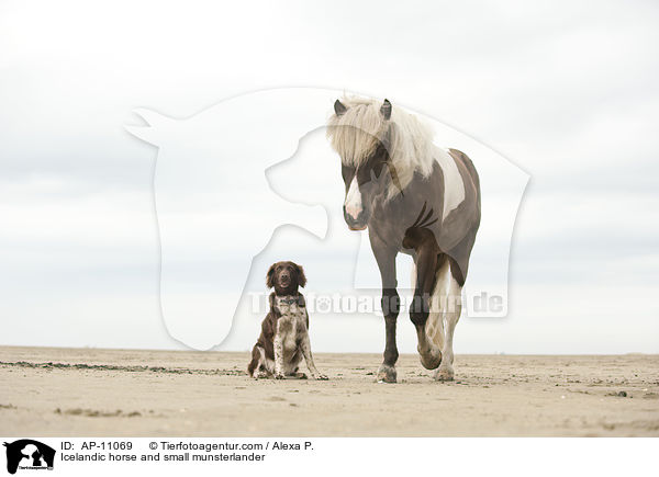 Icelandic horse and small munsterlander / AP-11069