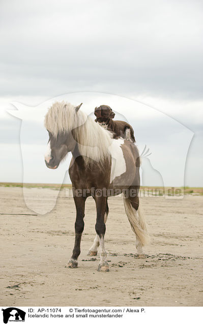 Icelandic horse and small munsterlander / AP-11074