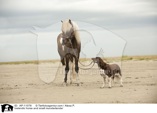Icelandic horse and small munsterlander / AP-11078