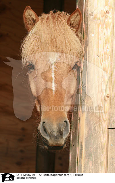 Icelandic horse / PM-05239