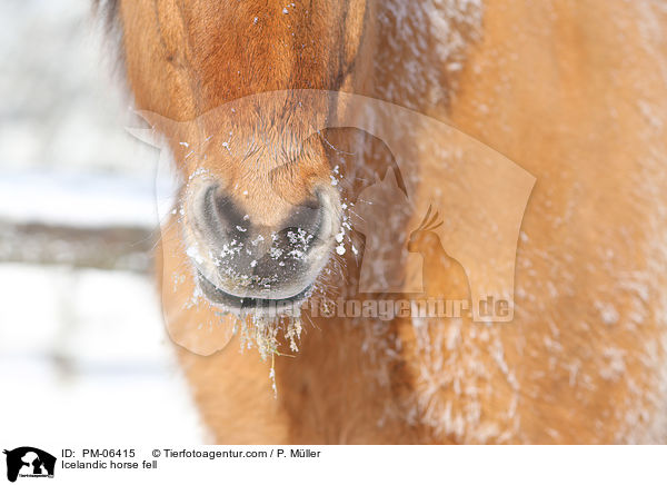 Islnder Fell / Icelandic horse fell / PM-06415