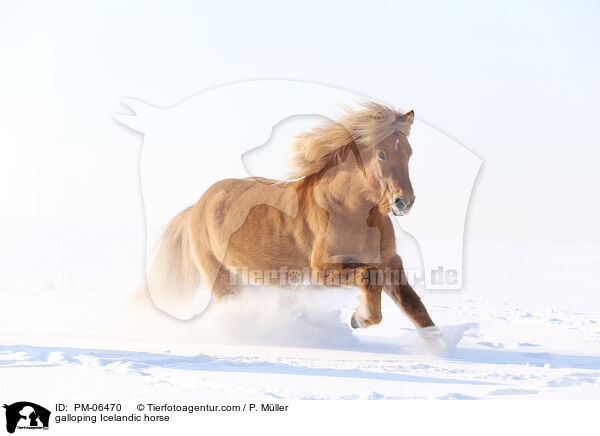 galloping Icelandic horse / PM-06470