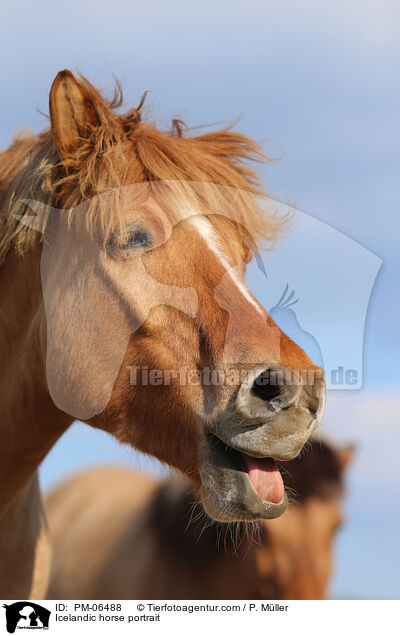Icelandic horse portrait / PM-06488
