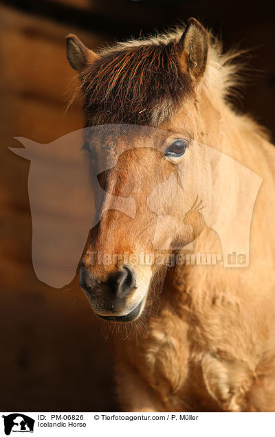 Icelandic Horse / PM-06826
