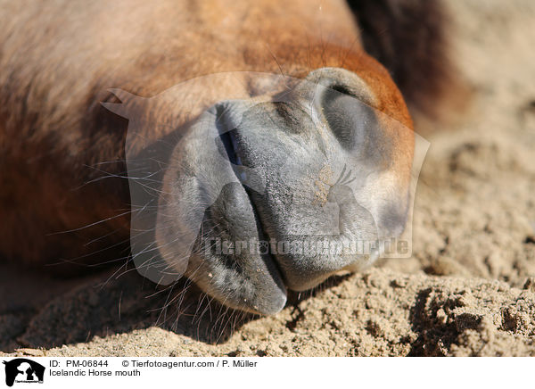 Islnder Maul / Icelandic Horse mouth / PM-06844
