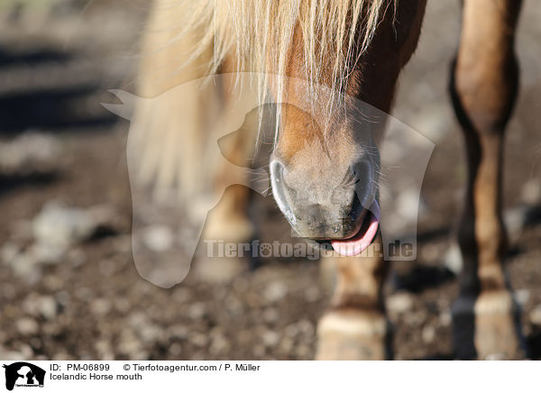 Icelandic Horse mouth / PM-06899