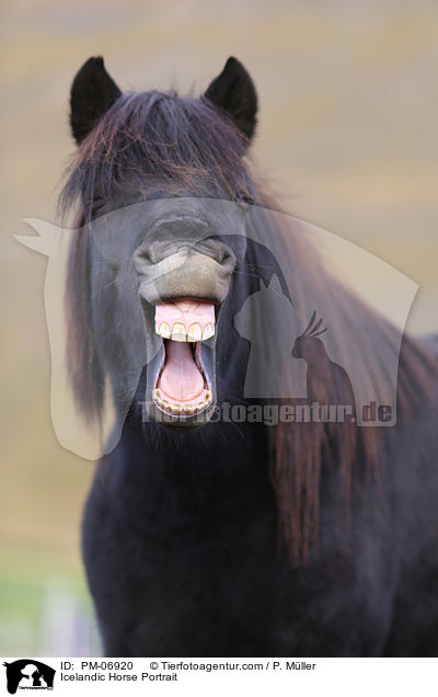 Icelandic Horse Portrait / PM-06920
