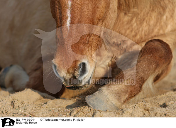 Islnder / Icelandic Horse / PM-06941
