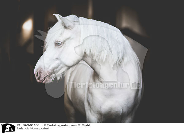 Icelandic Horse portrait / SAS-01106