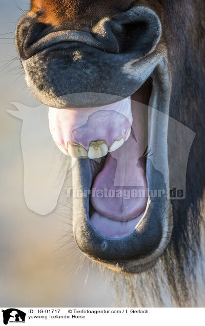 ghnender Islnder / yawning Icelandic Horse / IG-01717