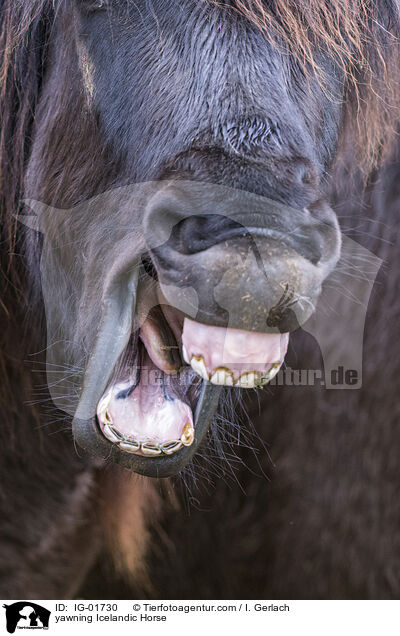 ghnender Islnder / yawning Icelandic Horse / IG-01730