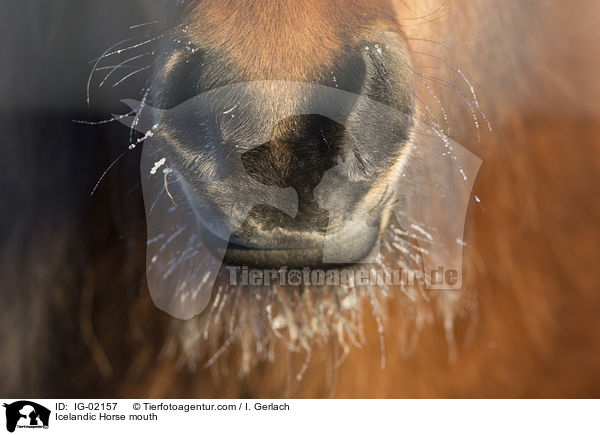 Islnder Maul / Icelandic Horse mouth / IG-02157