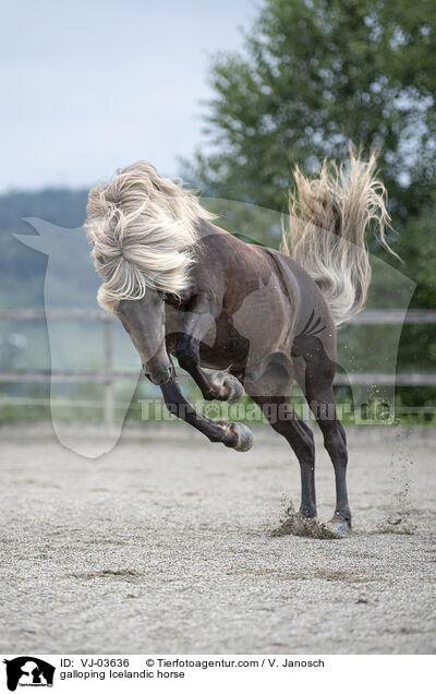 galloping Icelandic horse / VJ-03636