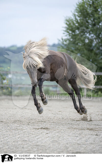 galloping Icelandic horse / VJ-03637
