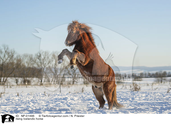 rising Icelandic horse / NP-01486