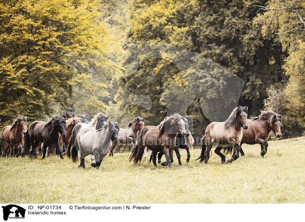 Icelandic horses / NP-01734