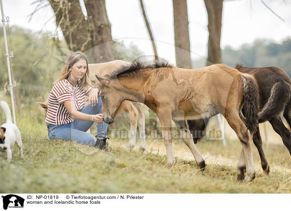 woman and Icelandic horse foals / NP-01819