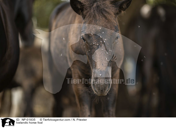 Islnder Fohlen / Icelandic horse foal / NP-01835