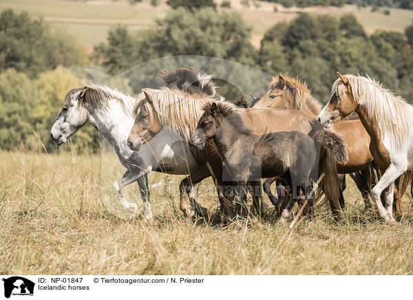 Icelandic horses / NP-01847