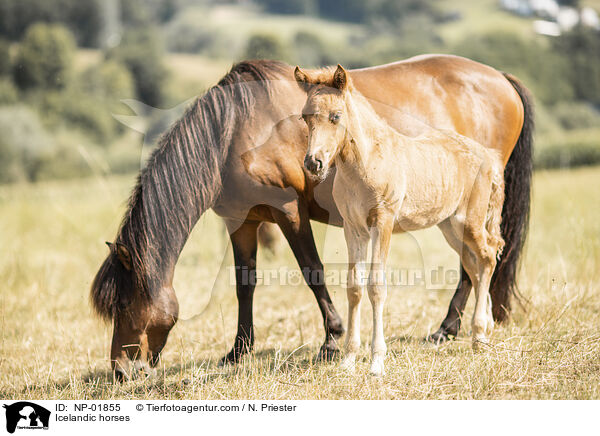 Icelandic horses / NP-01855