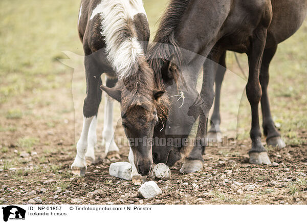 Icelandic horses / NP-01857
