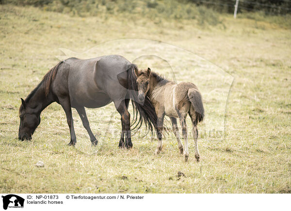 Icelandic horses / NP-01873