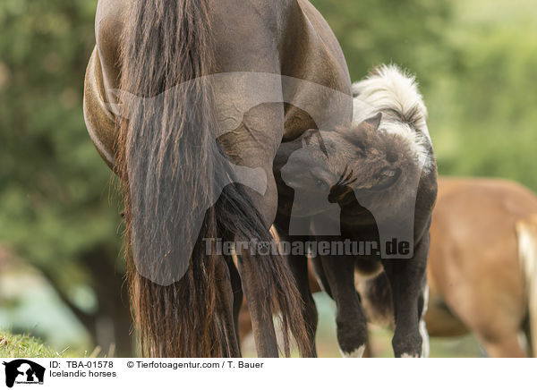 Icelandic horses / TBA-01578