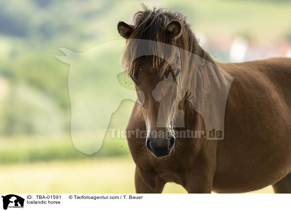 Icelandic horse / TBA-01591