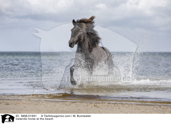 Icelandic horse at the beach / MAB-01991