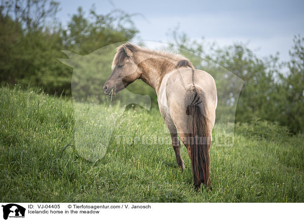 Islnder auf der Koppel / Icelandic horse in the meadow / VJ-04405
