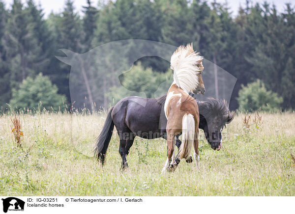 Icelandic horses / IG-03251