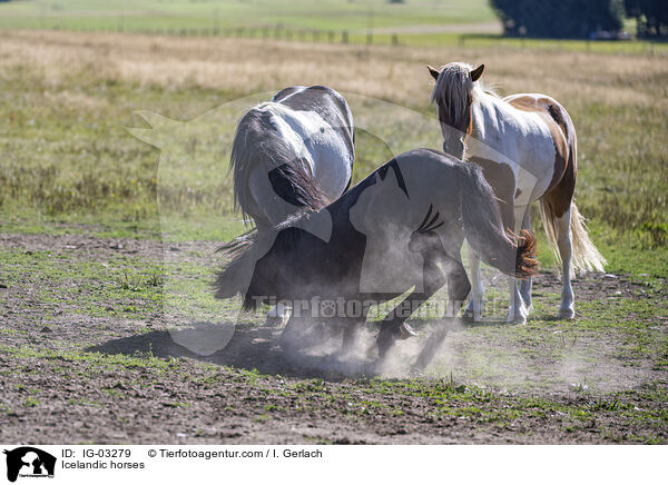 Icelandic horses / IG-03279
