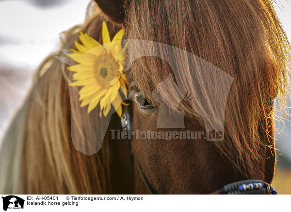 Icelandic horse gelding / AH-05401