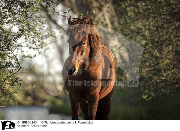 Icelandic horses mare / IFE-01293