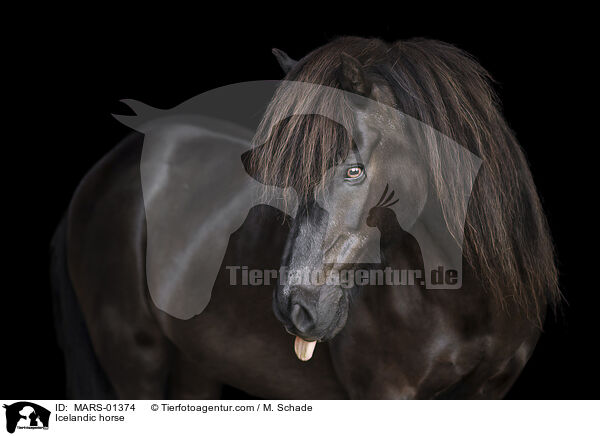 Islnder / Icelandic horse / MARS-01374