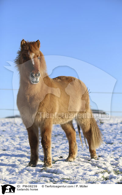 Icelandic horse / PM-08239