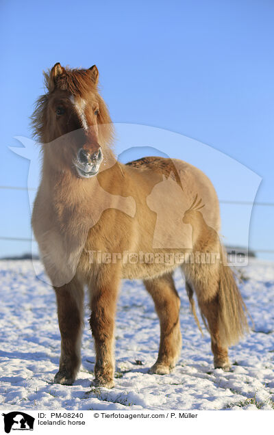 Icelandic horse / PM-08240