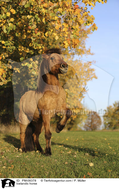 Icelandic horse / PM-08378