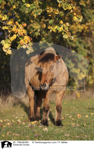Icelandic horse / PM-08380