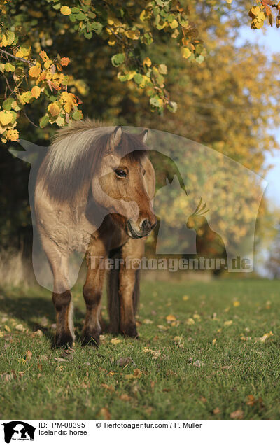 Islnder / Icelandic horse / PM-08395