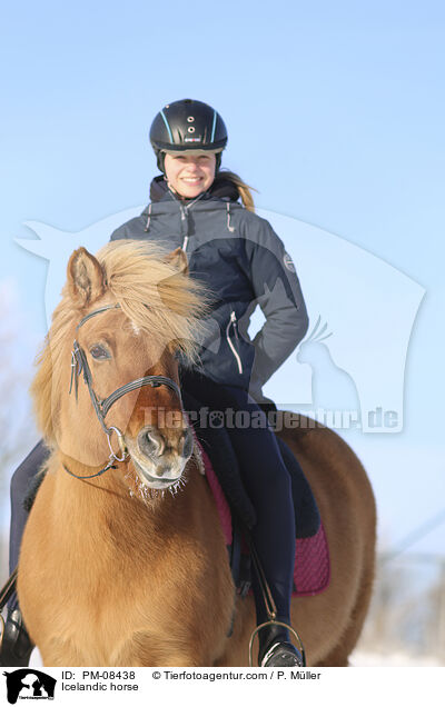 Icelandic horse / PM-08438